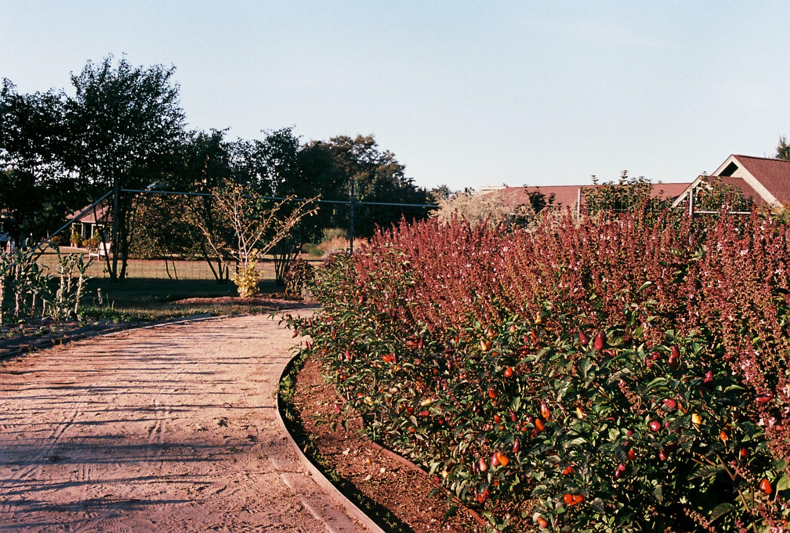 Aerostar 35mm maskless color film on Kodak Aerocolor IV base, C-41 or E-6 process