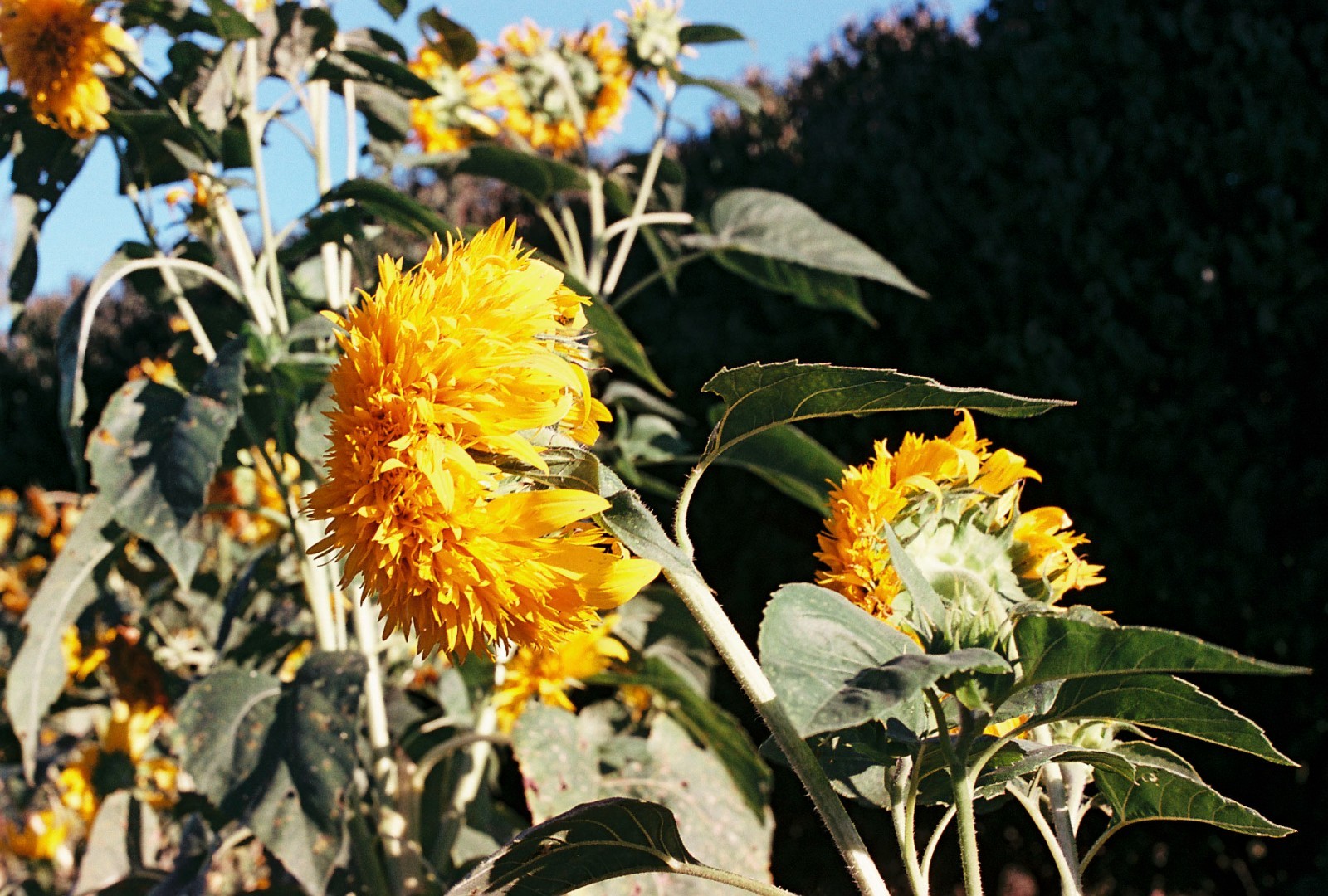 Aerostar 35mm maskless color film on Kodak Aerocolor IV base, C-41 or E-6 process