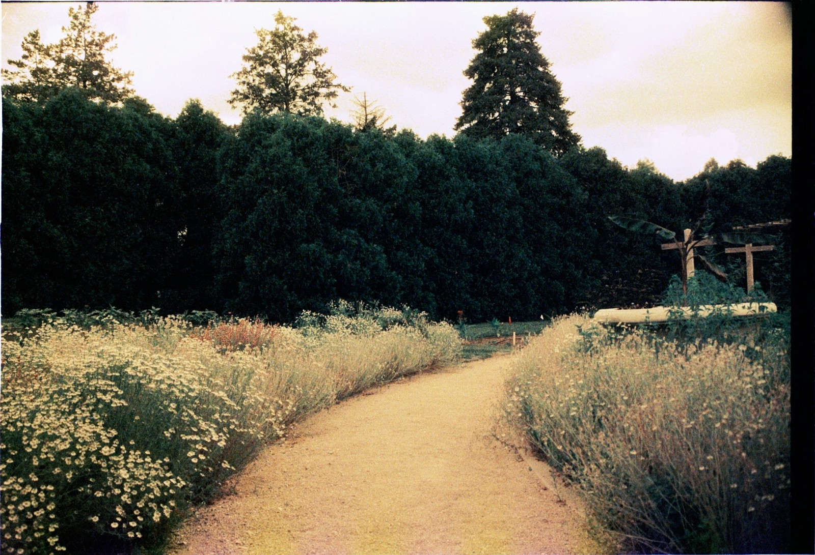 The Venus Project ISO 100 color negative 35mm experimental film