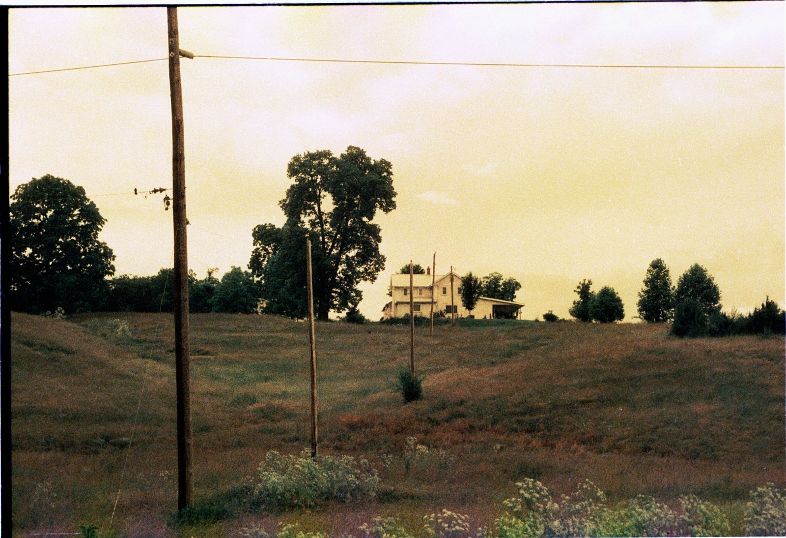 The Venus Project ISO 100 color negative 35mm experimental film