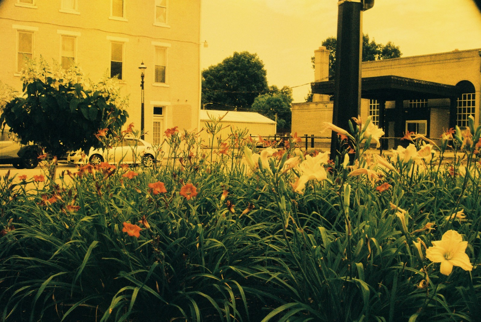 The Venus Project ISO 100 color negative 35mm experimental film